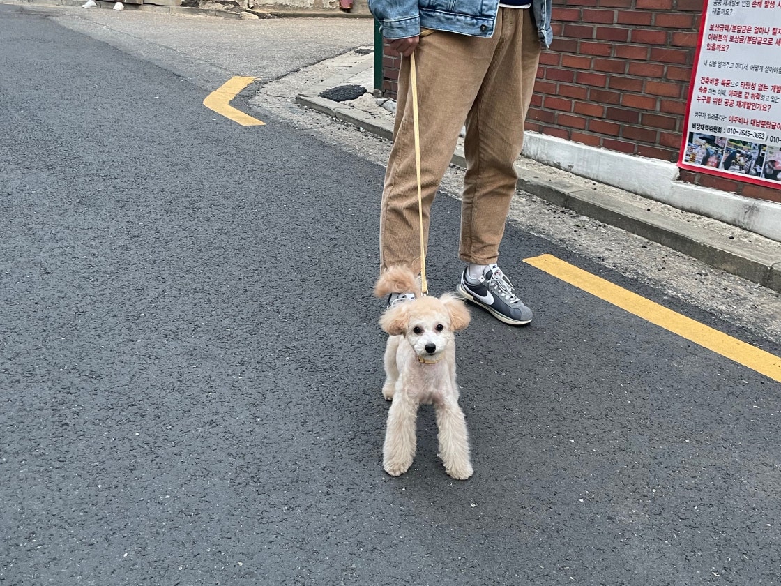 나이키 x 사카이 줌 코르테즈 SP photo review