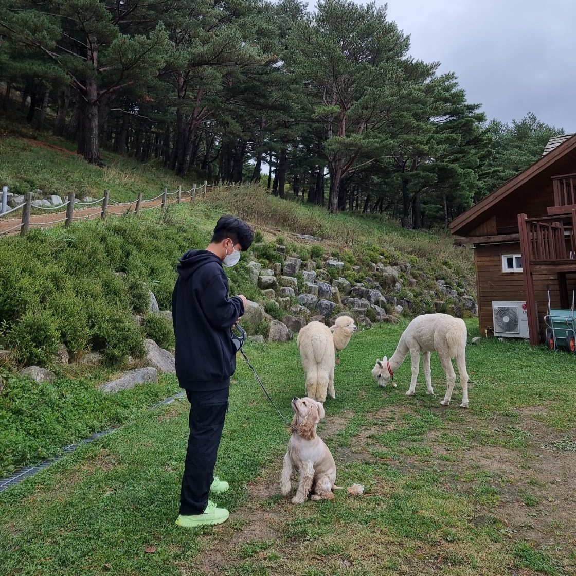 아디다스 이지 부스트 350 V2 글로우 EG5293 photo review